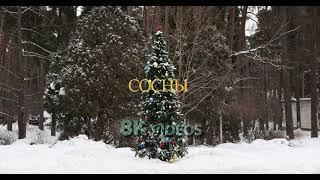 Сосны Подмосковье 8K video