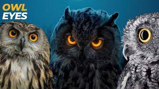 Owl Eyes: Nature's Perfect Night Vision