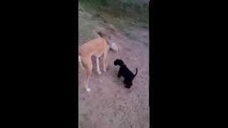 Greyhound and Kerry Blue Terrier