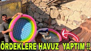 ÖRDEKLERE YÜZME HAVUZU YAPTIM~KOYUNLARIN MEKANINI DEĞİŞTİRDİK~GECE ZİYARETCİSİ