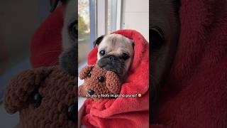 Who wants to cheer up this floofy grumpy gremlin?  #pug #dog #cute