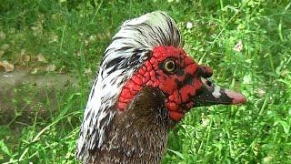 Pato criollo, bragado, negro , real ,Muscovy, Carraco, mudo, (Cairina moschata),