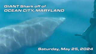 GIANT Shark off of Ocean City, Maryland - May 25, 2024