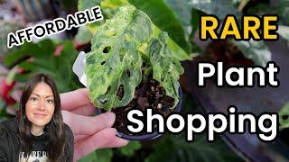 $10 & Under Plants! RARE Plant Shopping For Wishlist Houseplants - Indoor Plants At Horrock's Market