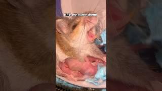 I’ve never seen a deer mouse have birth complications OR a litter that large… incredible!