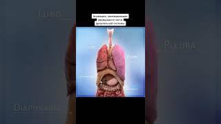 Nafas olish sistemasi #ischanov #anatomiya #tibbiyot #shortsvideo #tiktok #shortvideo