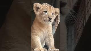 Baby Lion Cub Roaring #cute #lion #roaring #baby #cub #sound