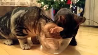 Tiger & Lisa having a snack December 2015