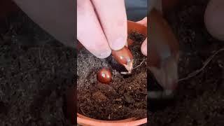 How to grow lychee from seed! 