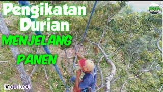 ikat durian #durian #panendurian