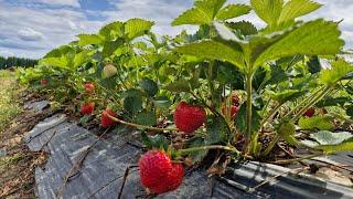 Picking strawberries in Sweden, Self Picking at Farm