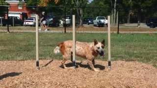 Dog Park Equipment - American Parks Company