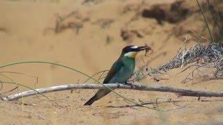 Bieter European bee-eater Biätare Merops apiaster Side Magic life jacaranda Türkiye