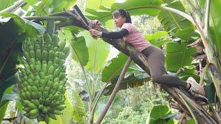 Harvesting Banana Goes To Village Market Sell,  Vegetable Care / Phương - Free Bushcraft