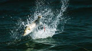 INK - Striped Bass Topwater Feeding Frenzy with Capt. Jaime Boyle