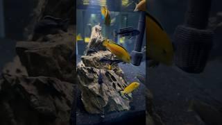 The African Cichlid Tank in My Classroom Fish Room