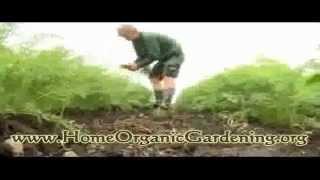 How to Grow Organic Herbs In Your Home Garden