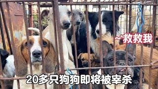 Dozens of dogs in the dog meat restaurant are about to be slaughtered, and theyare screamingwithfear