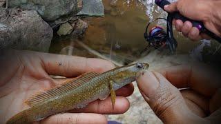 mancing ikan chana limbata di musim kemarau strike bertubi-tubi sampai kualahan