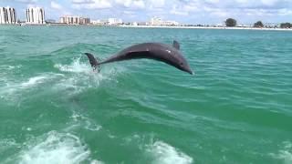 Little Toot Dolphin Tour at Clearwater Beach, Florida