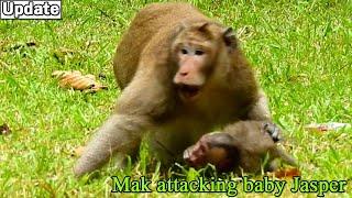 Mom help me! Poor baby monkey Jasper got temper bite warn by big monkey Mak without mom help care