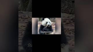 大美不愧是成大和美兰的炫技之作，真的好美 #国宝 #panda #animals #福宝 #大熊猫 #科普#shorts