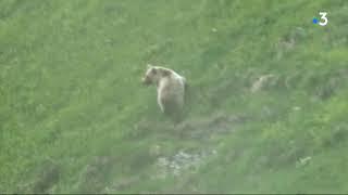Ariège : les images exceptionnelles d'un ours filmé par un enfant de 9 ans au cours d'une randonnée