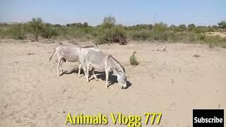@Animals Vlogg 777 Pe Donkeys Dekho