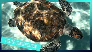 Turtle conservation in Curacao | Royal Navy