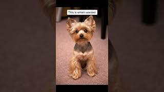 He’s still cute  #dogbreeds #dog #funny #yorkshireterrier