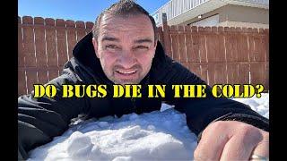 Do bugs die in freezing temps? Pest Control in the winter.