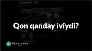 Qon qanday iviydi? | Qon tizimi | Tibbiyot