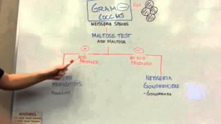 How to distinguish GRAM NEGATIVE COCCI