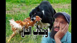 تربية الدجاج - وجدت الحل أخيرا لكن بدون ضحك