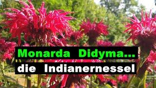 Indianernessel Monarda Didyma - alte indianische Heilpflanze - ERNTEGLÜCK