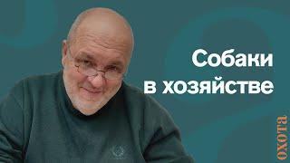 Собаки в хозяйстве. Валерий Кузенков о в угодьях.