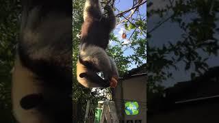 Chimichurri comiendo guayaba