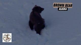 Amazing Alaskan Brown Bear in Spring