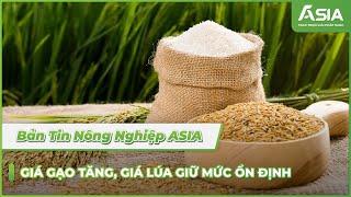 Giá gạo tăng, giá lúa giữ ở mức ổn định| Bản Tin Nông Nghiệp ASIA số 5