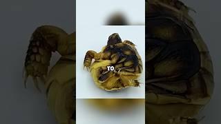 Deformed turtle struggling to survive #healing #shortvideo #healingtime #cute #turtle #love #shorts