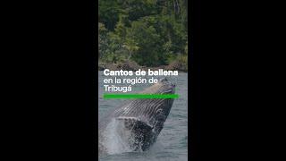 Controversia por Ley Forestal en Perú, incertidumbre por cumplimiento de consulta del Yasuní