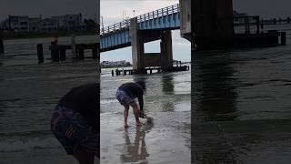 Large NJ Stingray Euthanized After Striking Tourist