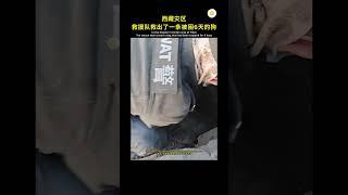 为坚强的小狗和不放弃生命的救援人员点赞  #shorts #viral #抖音 #分享 #宠物 #狗狗 #救援 #社会人 #短视频 #感情 #動物 #正能量