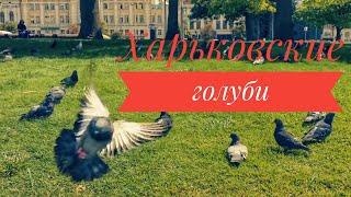 #love #ua #ukraine#харьковмой  Харьковские голуби