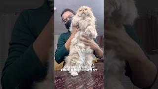 Cat grooming 55#|100 days #catsbae