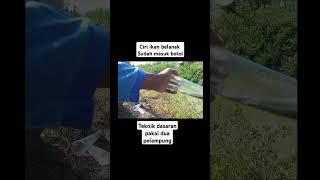 beginilah gerakan pelampung kalau ikan belanak sudah di dalam botol