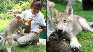 Maya introduces the NEW wolf ambassador at the Wolf Conservation Center