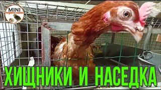 Как несостоявшуюся наседку вернуть к яйценоскости.