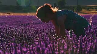 Lavender of the Luberon