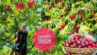 ||" CHERRY" First Fruit Of The Season In Kinnaur HP||